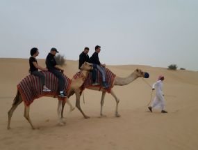 Camels rides for attendees in Dubai Desert
